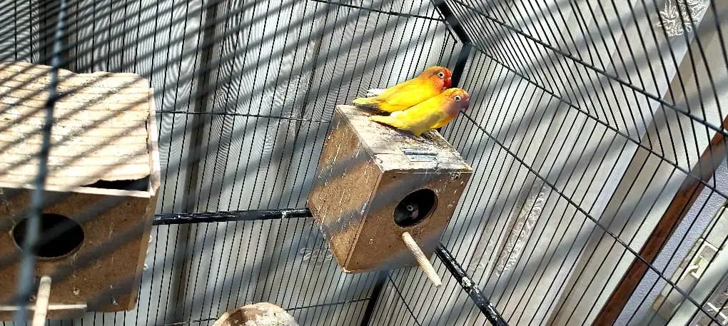 ۲ جفت کوتوله با جوجه یک جفت زرد یک جفت آبی کاربنی|پرنده|شاهین‌شهر, گزبرخوار|دیوار