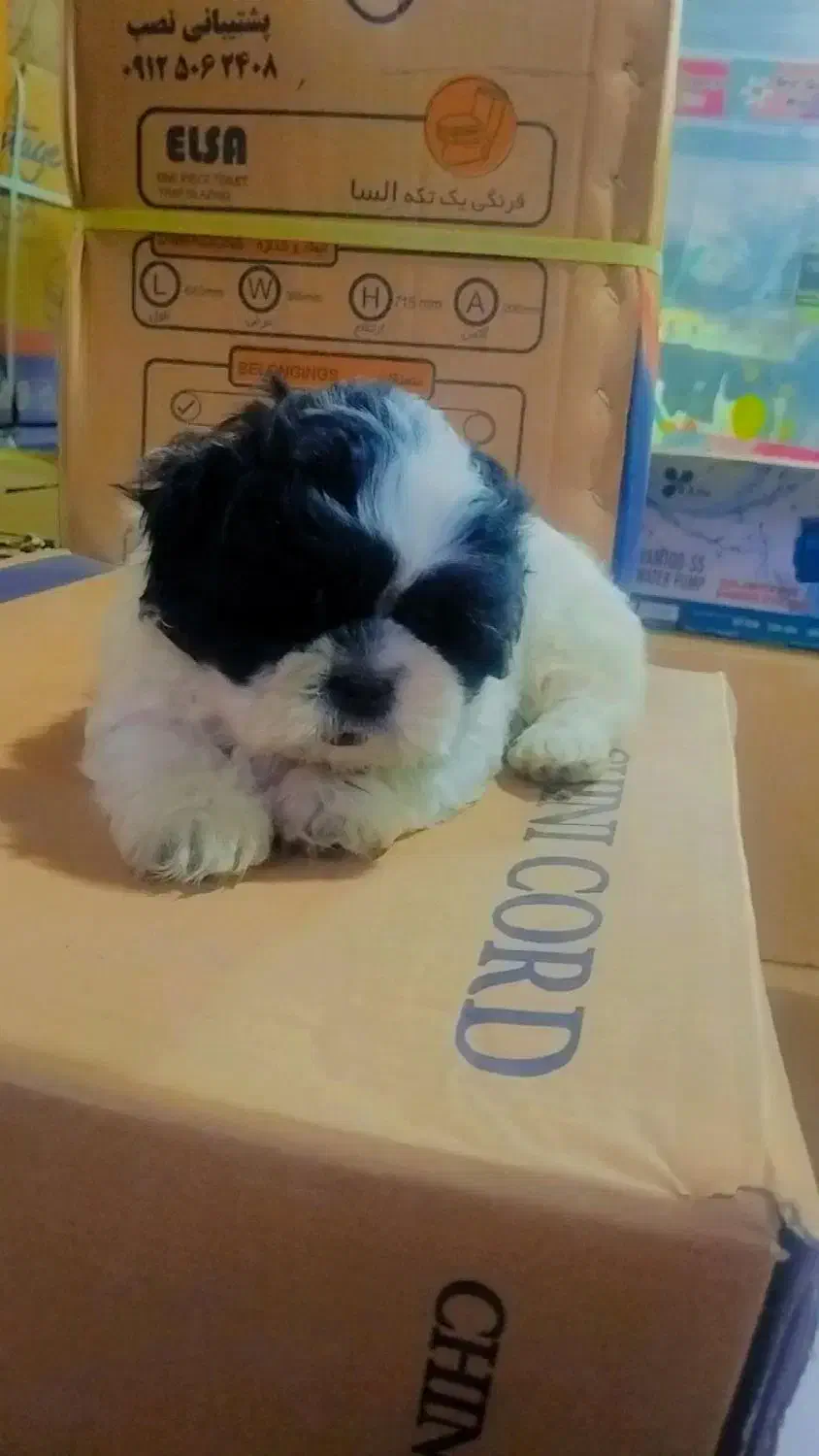 توله شیتزومالتیزعروسکی نر|سگ|رشت, جانبازان|دیوار