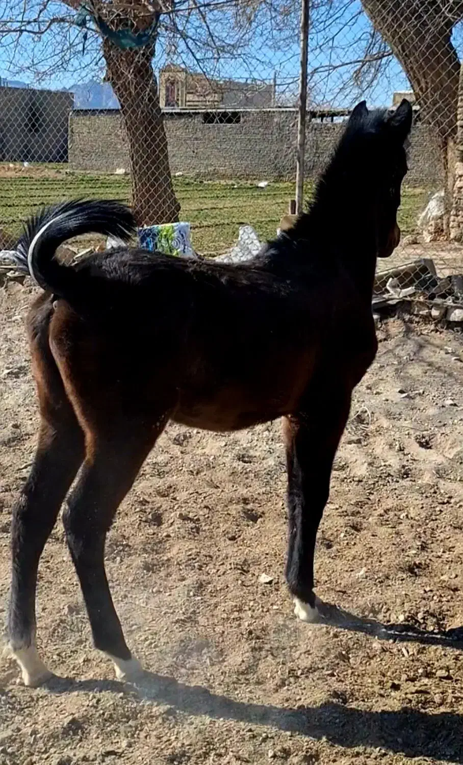 کره اسب کره سلطان داوری نو سیاه خانه خراب|اسب و تجهیزات اسب‌سواری|اصفهان, پرتمان|دیوار