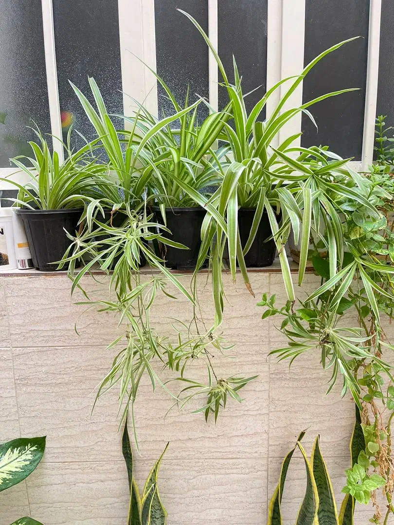 شوش فروش گلهای اپارتمانی|گل و گیاه طبیعی|شوش, |دیوار