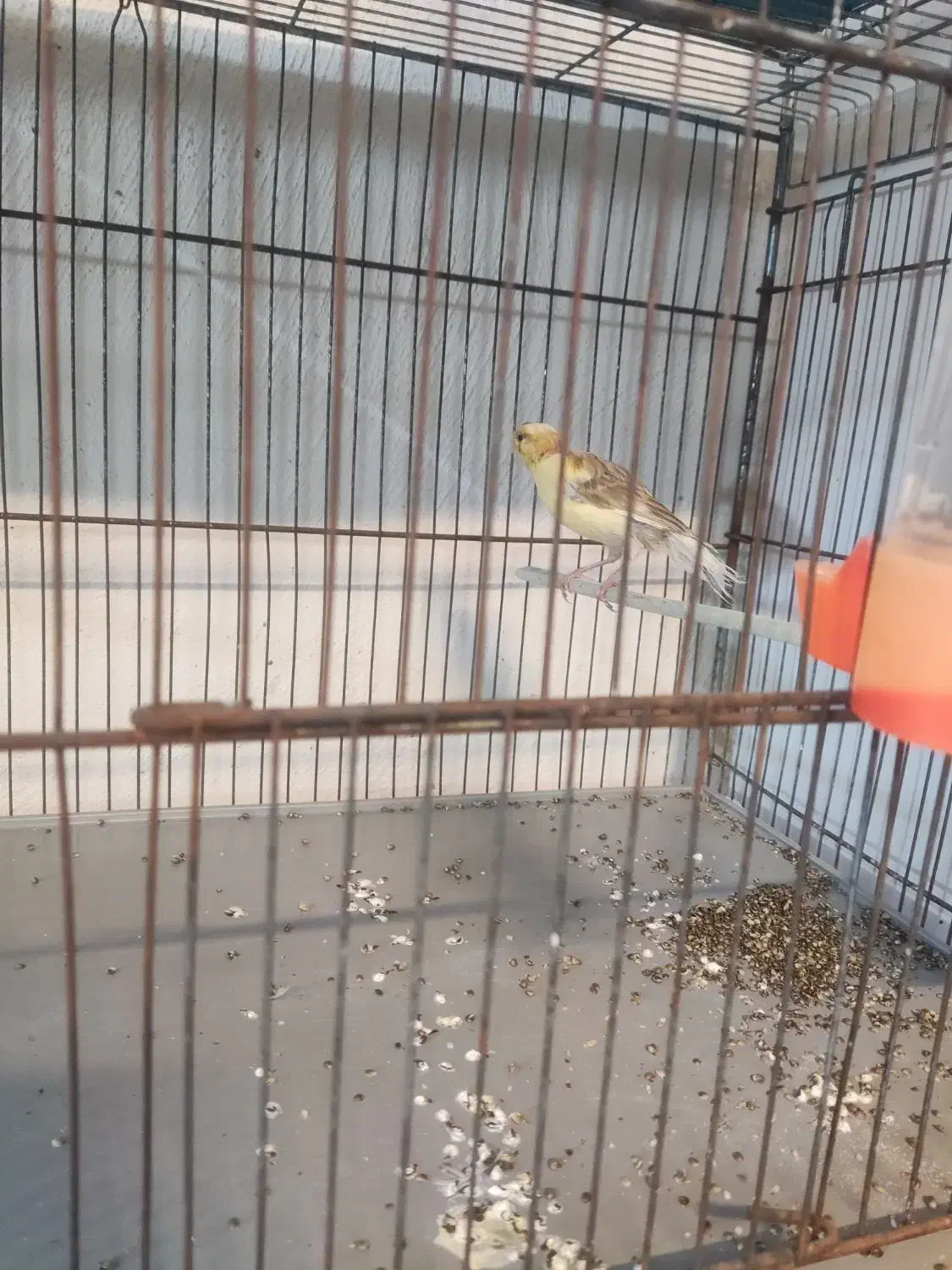 ماده قناری جفتی سهره|پرنده|بندر ماهشهر, |دیوار