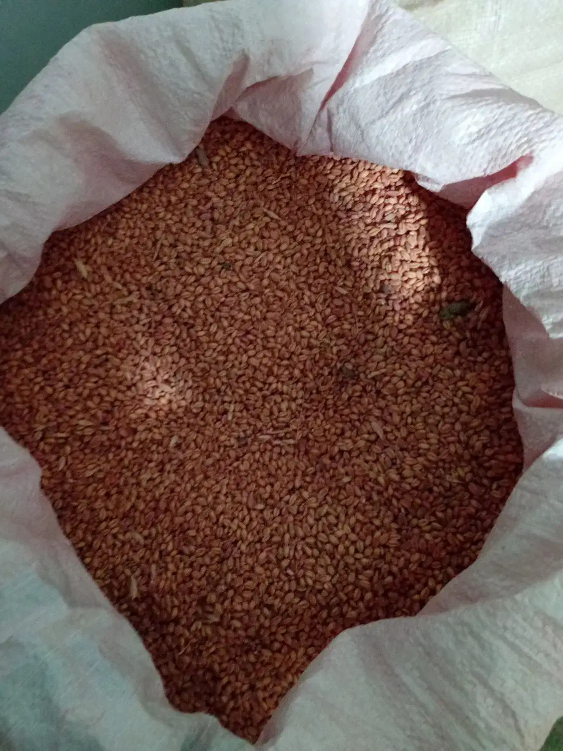 فروش گندم بذری|لوازم جانبی حیوانات|تربت جام, شاهد|دیوار