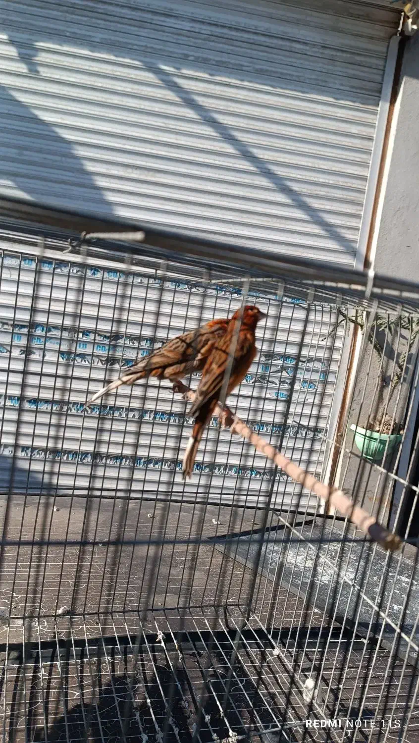 قناری دارچینی سوخته|پرنده|گنبد کاووس, |دیوار