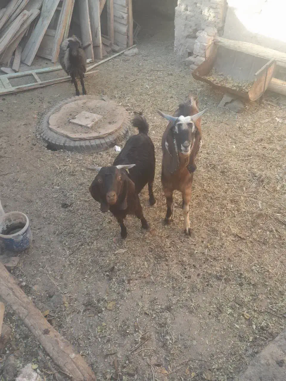 بزغاله پاکستانی ۲عدد فروشی|حیوانات مزرعه|اصفهان, سرتاوه|دیوار