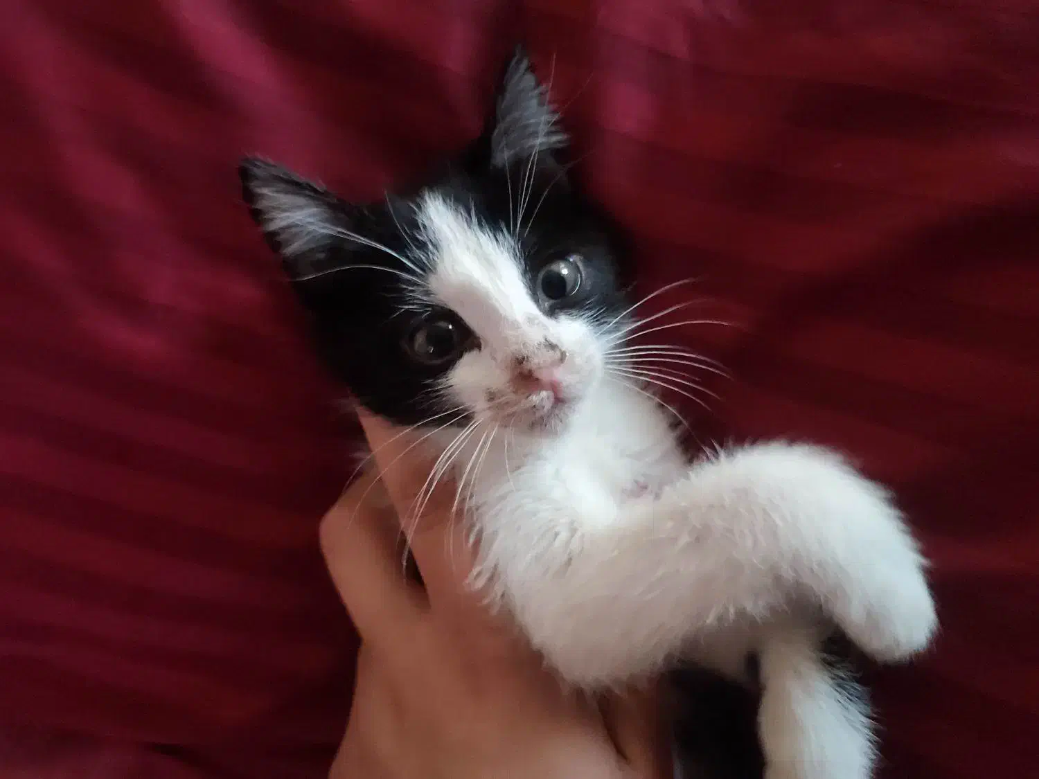 تعدادی بچه گربه خوشگل و ناز واگذاری رایگان|گربه|قم, لسانی|دیوار