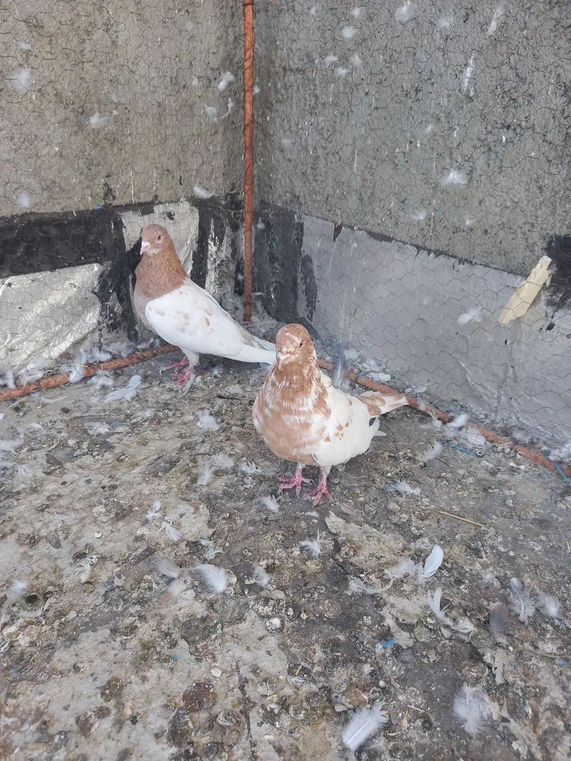 فروش پرنده|پرنده|کبودرآهنگ, |دیوار