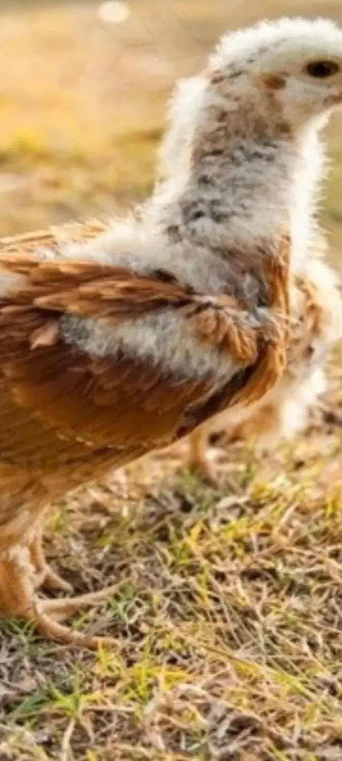 جوجه یک ماه|حیوانات مزرعه|مریوان, |دیوار