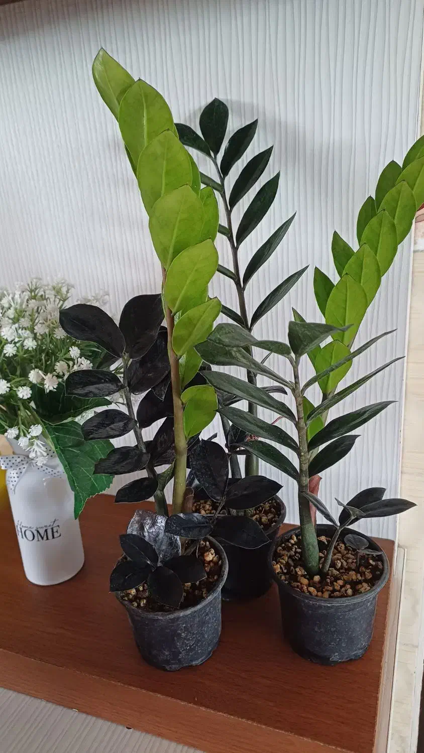 زاموفیلیا بلک|گل و گیاه طبیعی|شیروان (خراسان), |دیوار