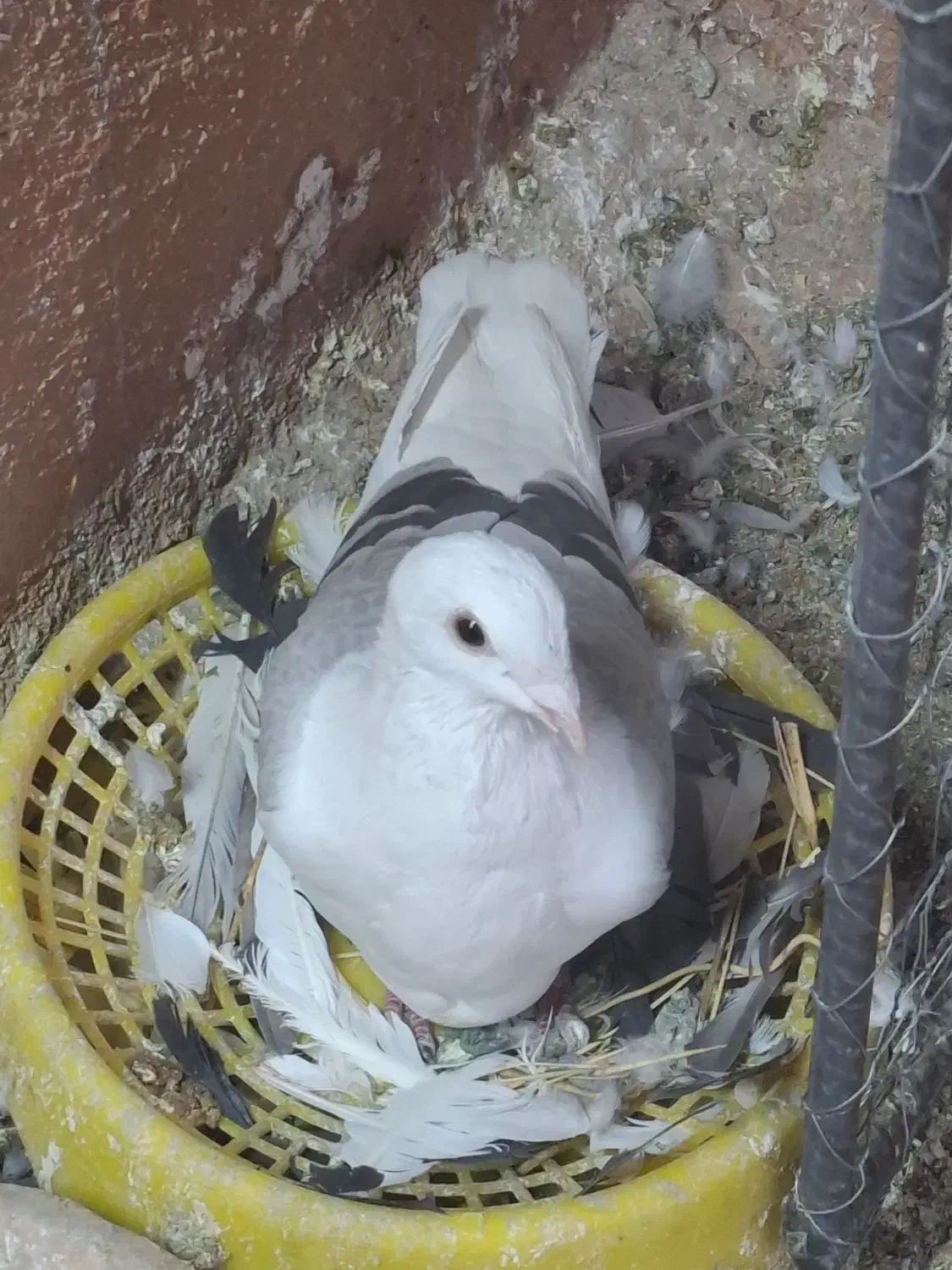 ماده بزک پلاکی و شهری و پشتی پلاکی|پرنده|شیراز, کوشک میدان|دیوار