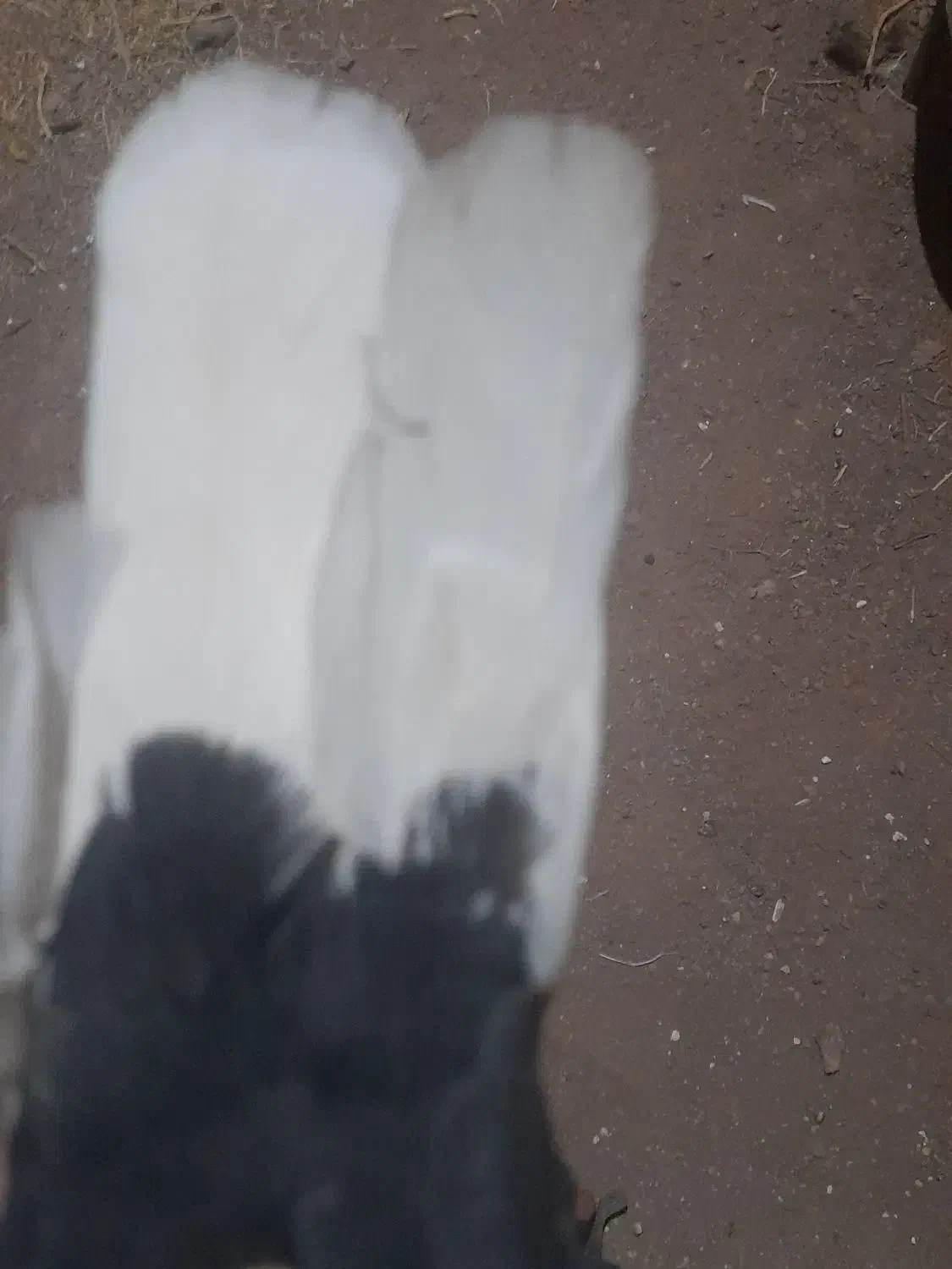 دمسفید|پرنده|سرایان, |دیوار