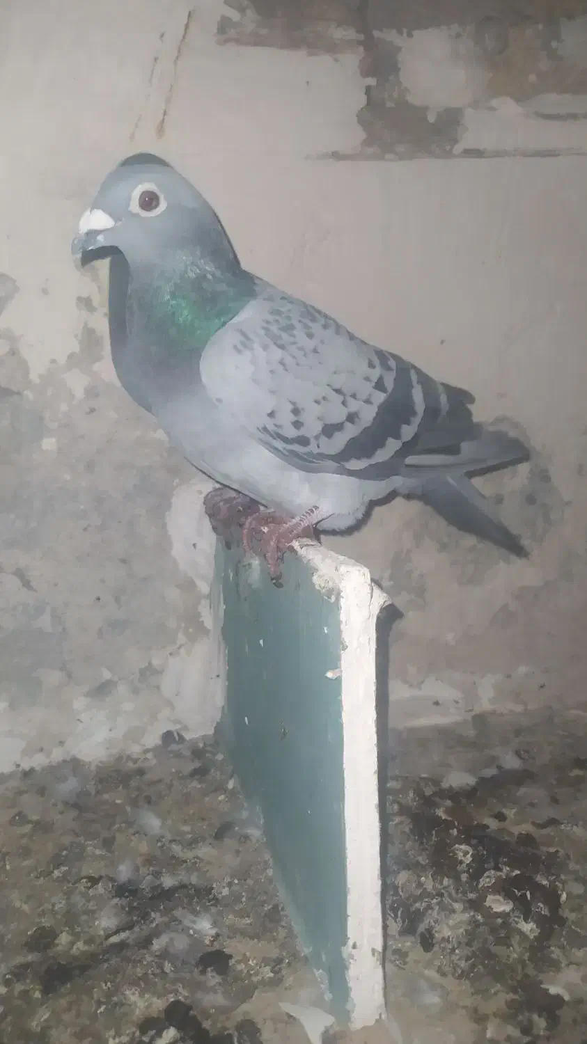 مسافتی نرو ماده|پرنده|اهر, |دیوار