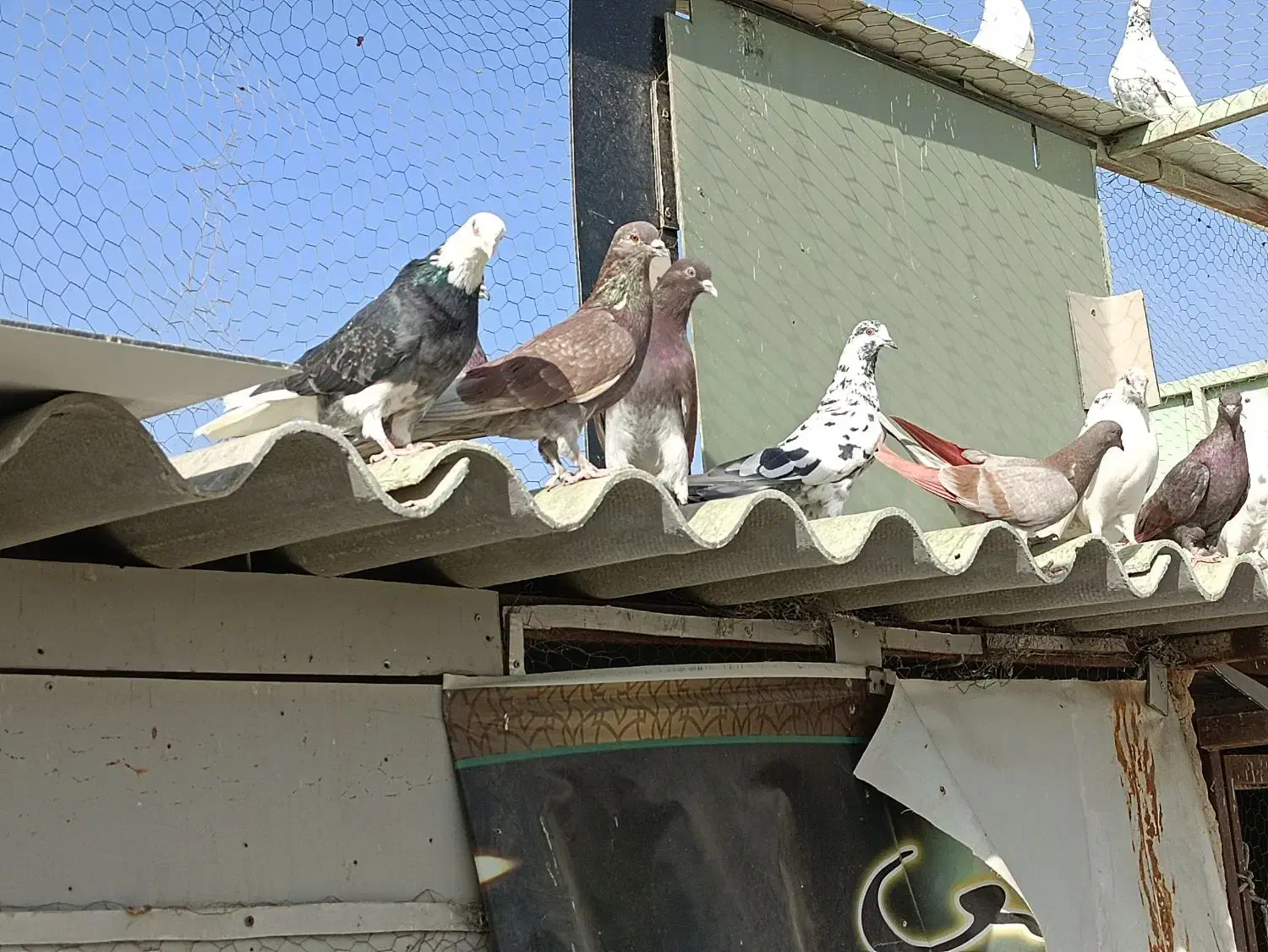 کبوتر پرشی|پرنده|صباشهر, |دیوار