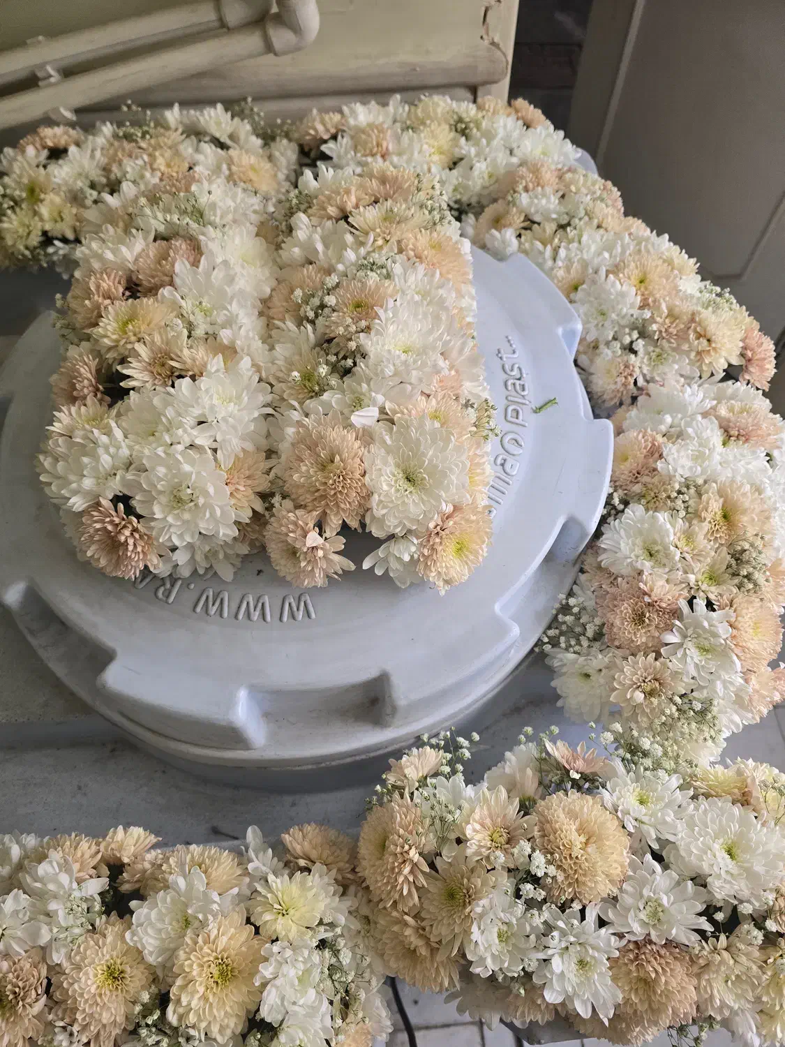 گل ماشین عروس|گل و گیاه طبیعی|اصفهان, پوریای ولی|دیوار