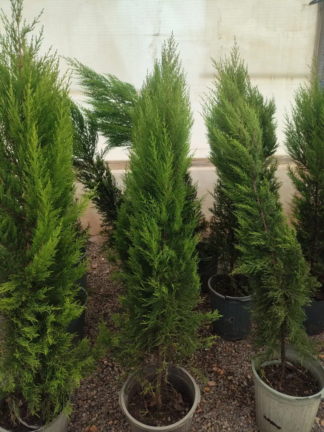 فروش انواع کاج ب قیمت تولید|خدمات باغبانی و درختکاری|صوفیان, |دیوار