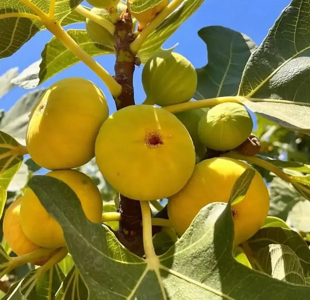 نهال انجیر|گل و گیاه طبیعی|خرقان, |دیوار