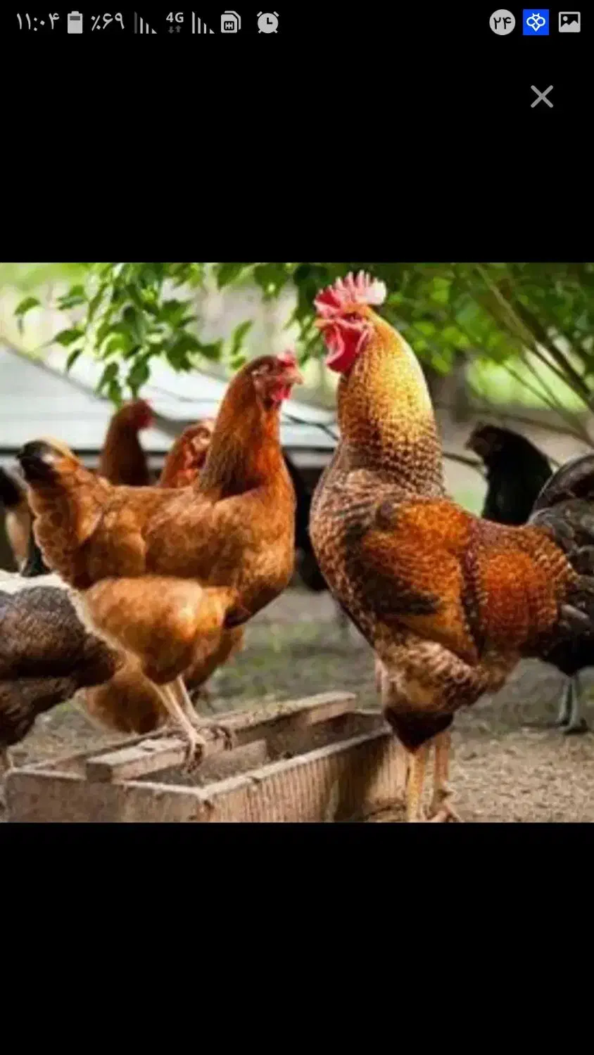 مرغ و خروس اصیل|حیوانات مزرعه|اقلید, |دیوار