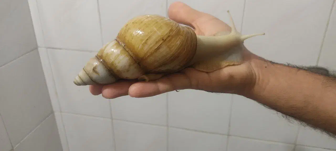 حلزون 100 تومن|خزنده|تهران, خلیج فارس|دیوار