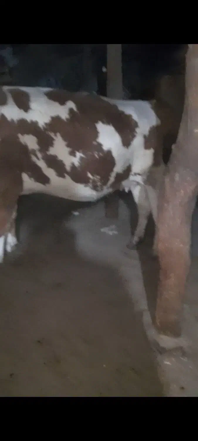 گاو گوشتی بی عیب|حیوانات مزرعه|خلیفان, |دیوار