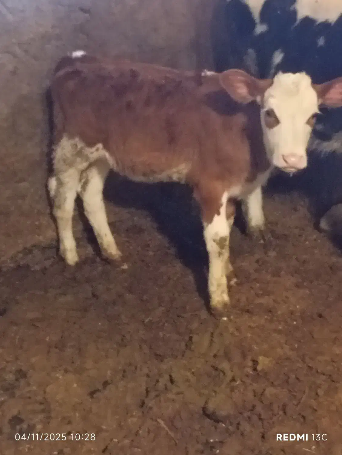 گوساله سیمینتال اصل ماده|حیوانات مزرعه|قره چای, |دیوار