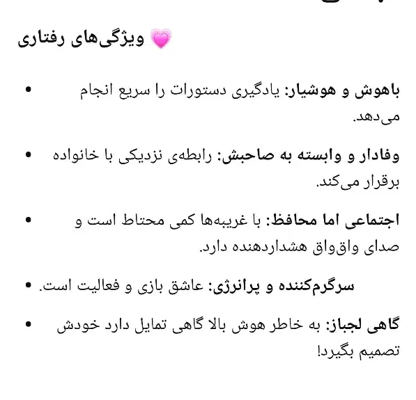 توله میکس اشپیتز مالتیز عروسکی زیر قیمت ایران|سگ|ارومیه, |دیوار