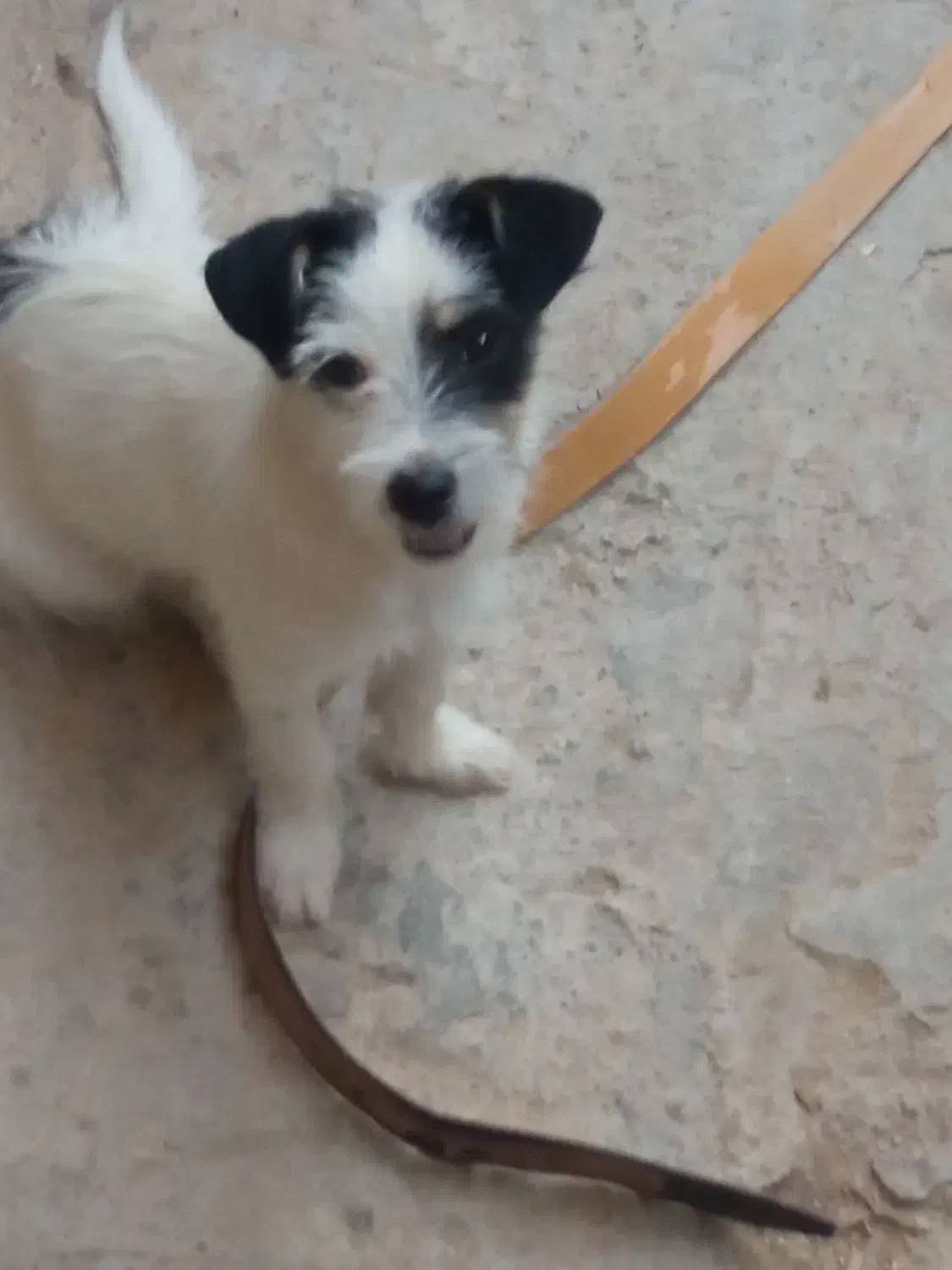 سگ خونگی خوشگل|سگ|بجنورد, |دیوار