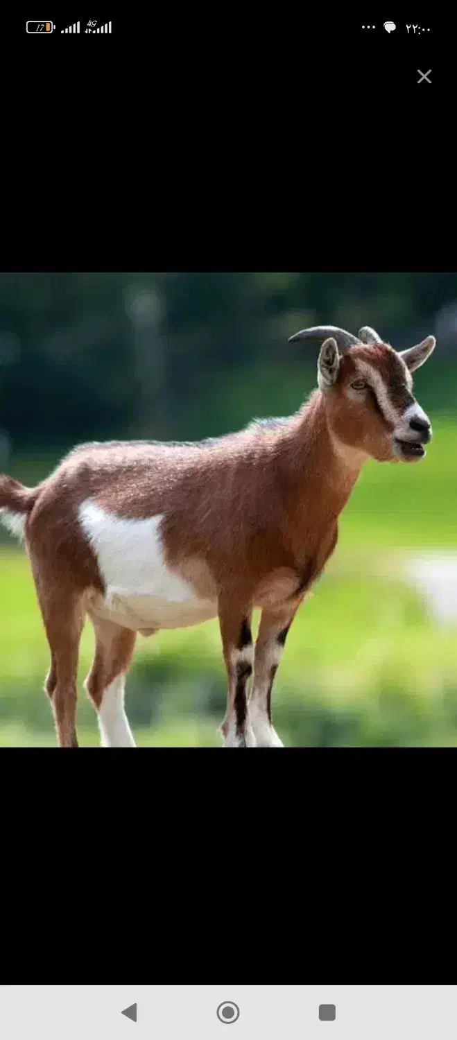 تعداد ده عدد بز|حیوانات مزرعه|سده (خراسان جنوبی), |دیوار