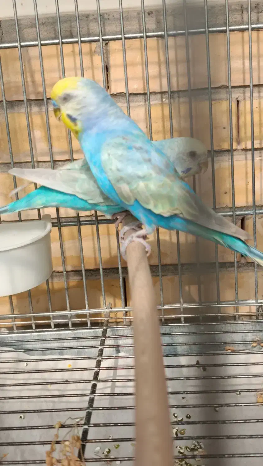 مرغ عشق رینبو|پرنده|فولادشهر, B8|دیوار