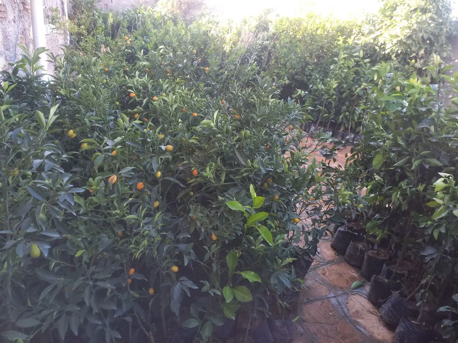 انواع نهال مرکبات و زیتون|خدمات باغبانی و درختکاری|سرپل ذهاب, |دیوار