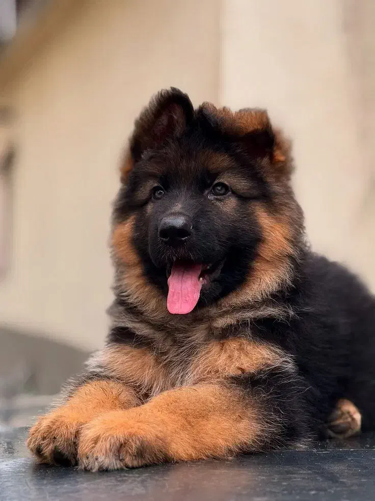 قفقازی کنکورسو سگ نگهبان درجه یک در کشور|سگ|تهران, تجریش|دیوار