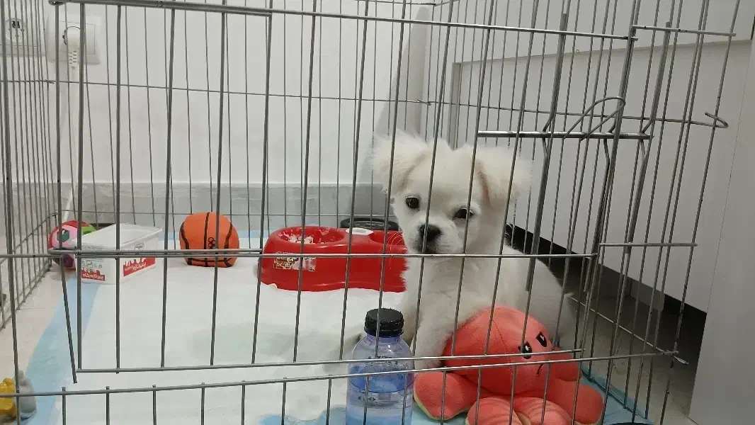 سگ شیتزو سه ماهه سالم و سرحال|سگ|قم, زنبیل آباد|دیوار