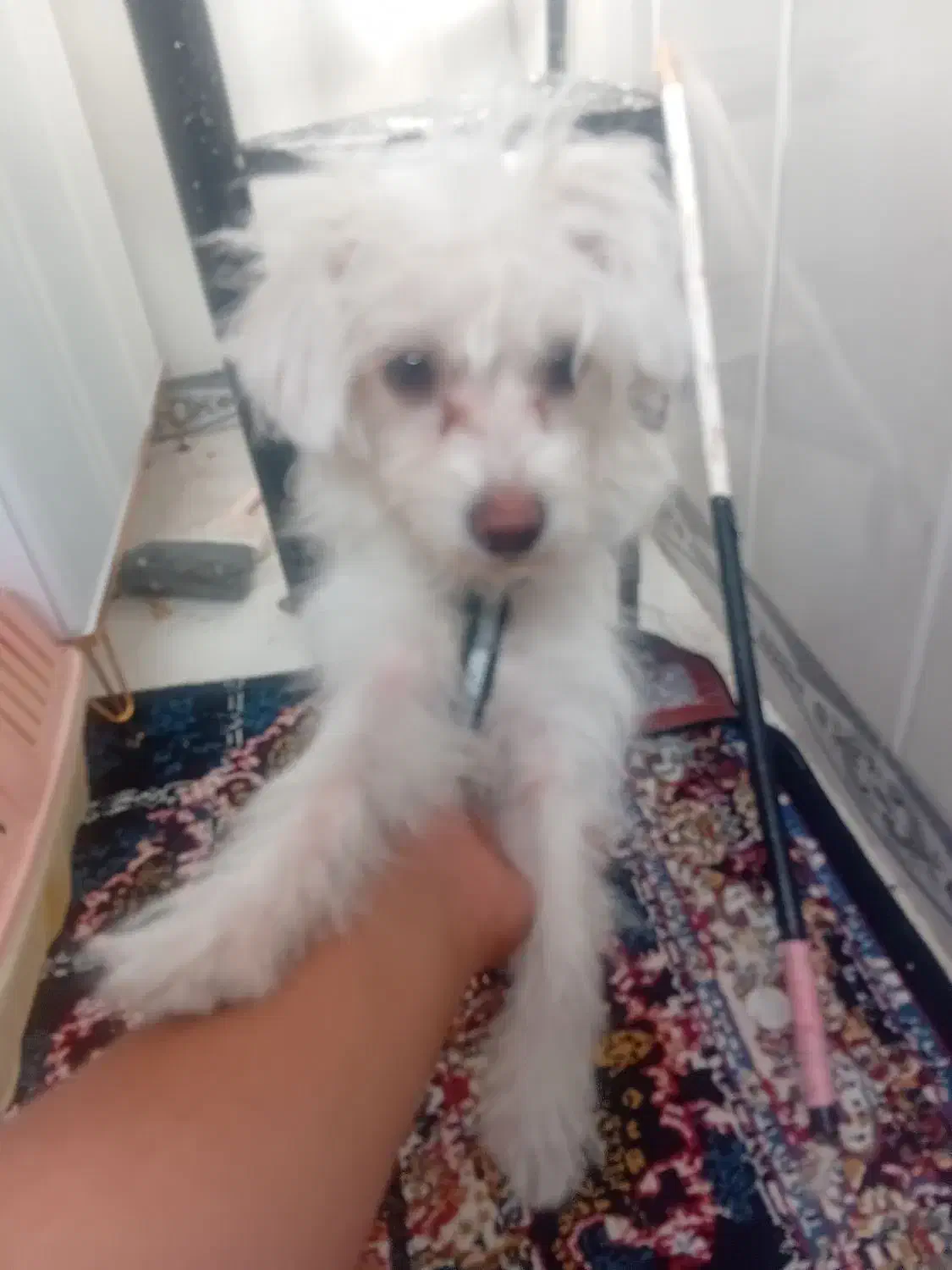 سگ مهربون|سگ|قم, اسمعیل آباد|دیوار