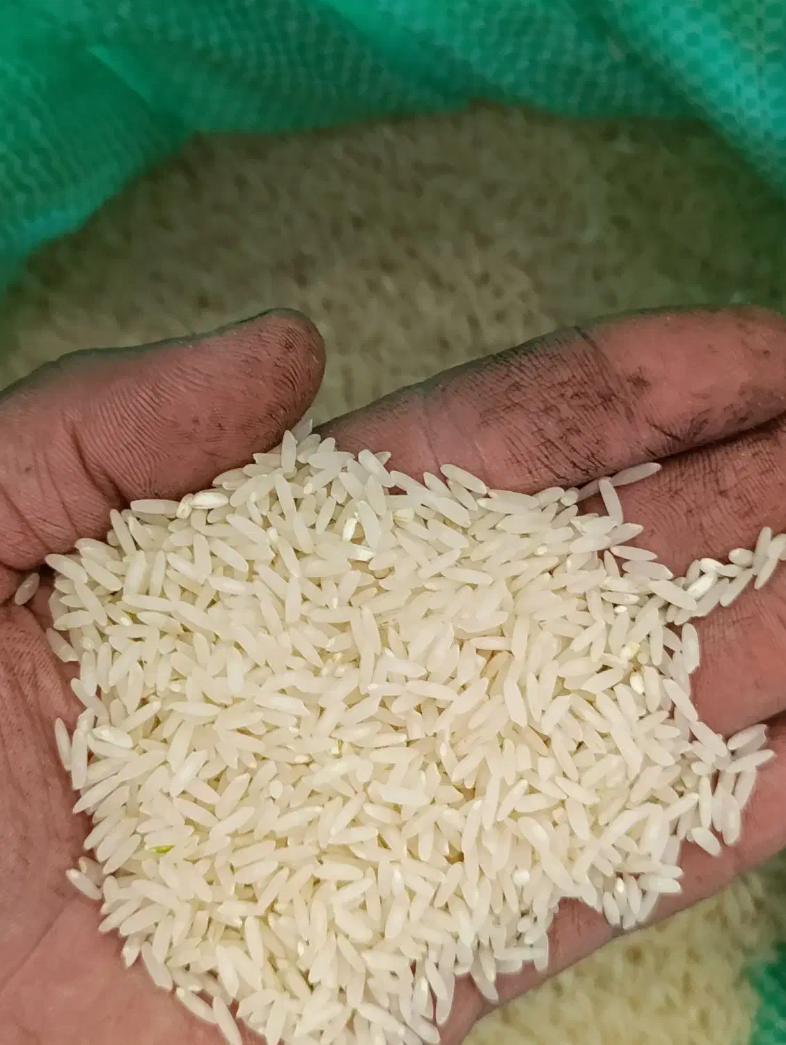 برنج کشت دوم اعلا|عمدهفروشی|هادی شهر, |دیوار