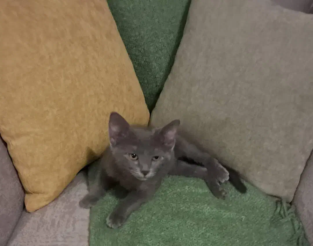 واگذاری گربه دوماهه|گربه|شیراز, میرزاکوچک خان|دیوار