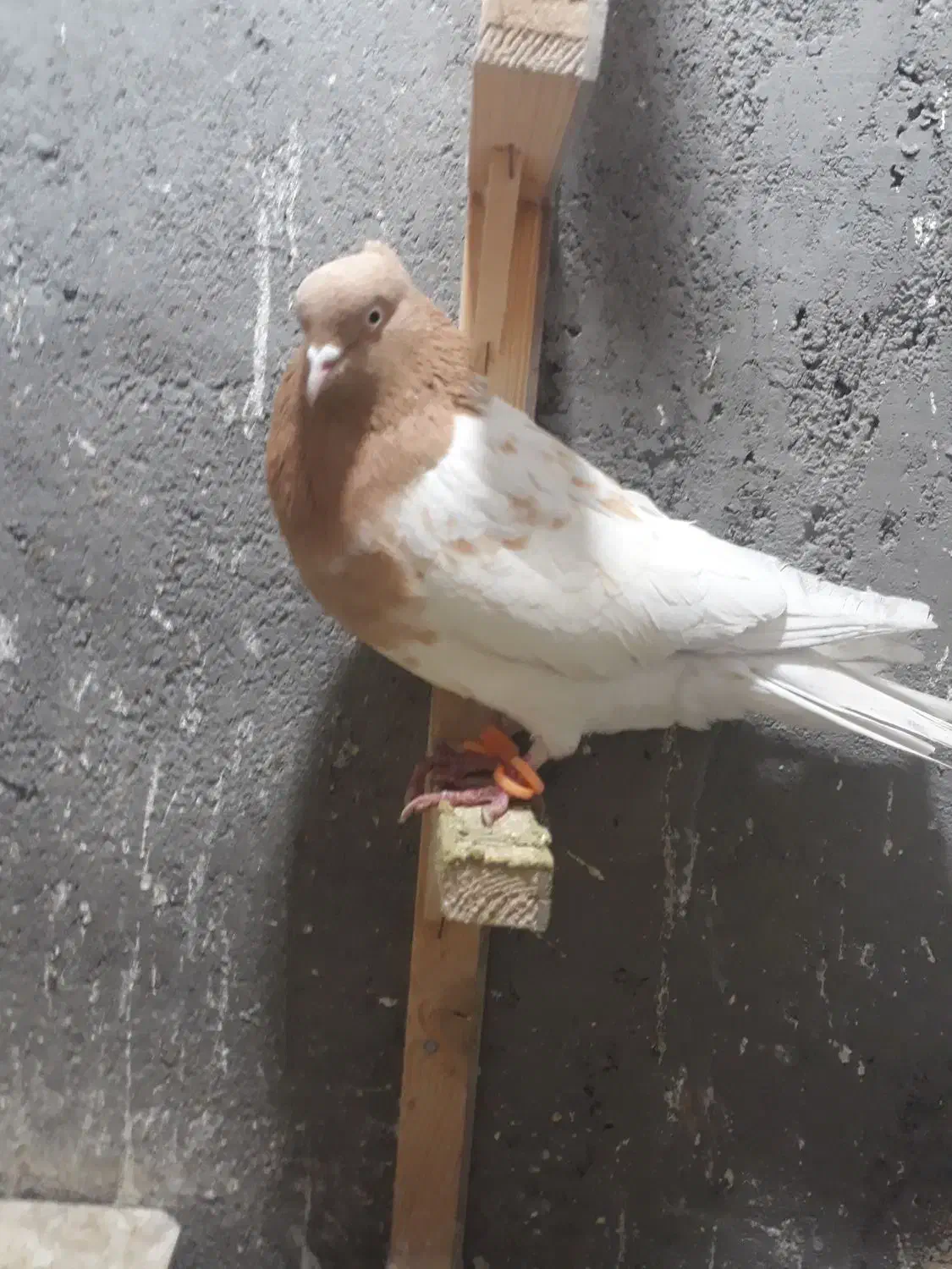 بلوار توس کفتر جفتگاه|پرنده|مشهد, شهرک صنعتی توس|دیوار