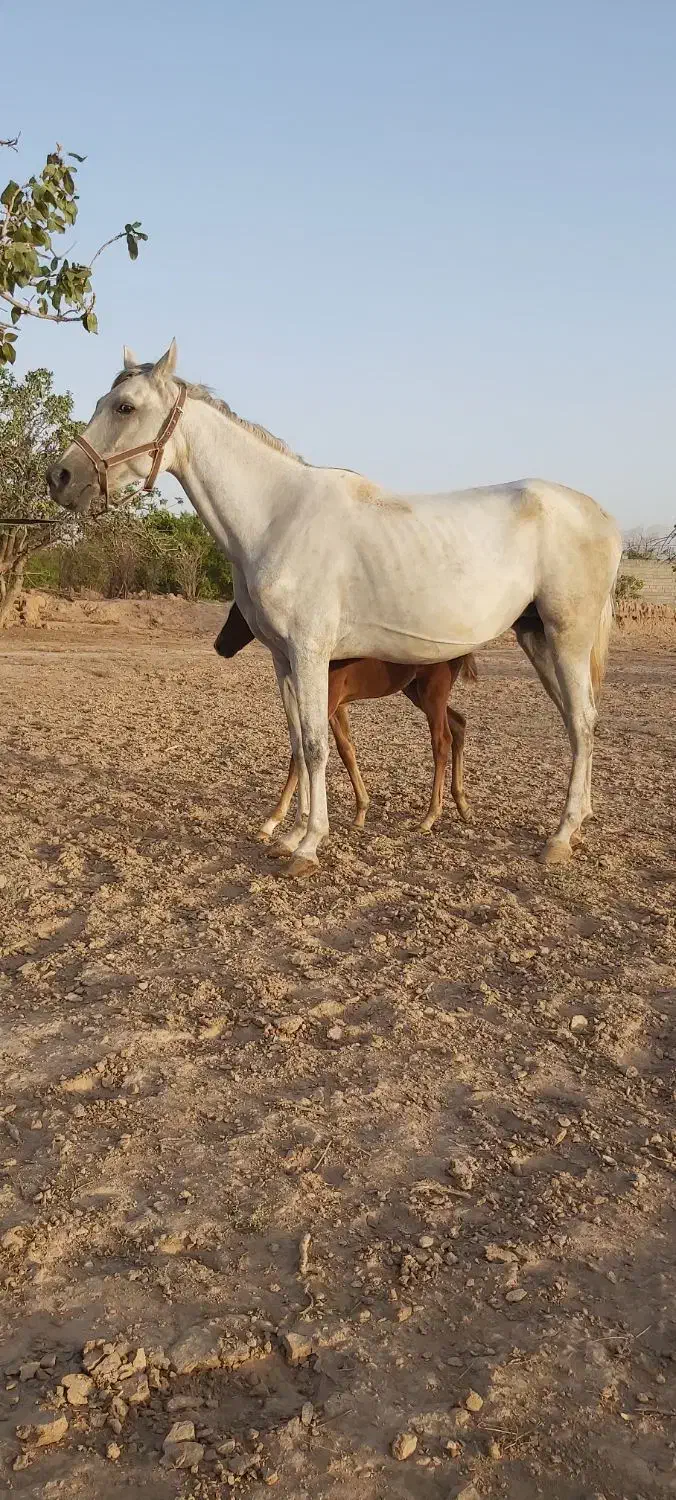فروش مادیان|اسب و تجهیزات اسب‌سواری|ماهان, |دیوار
