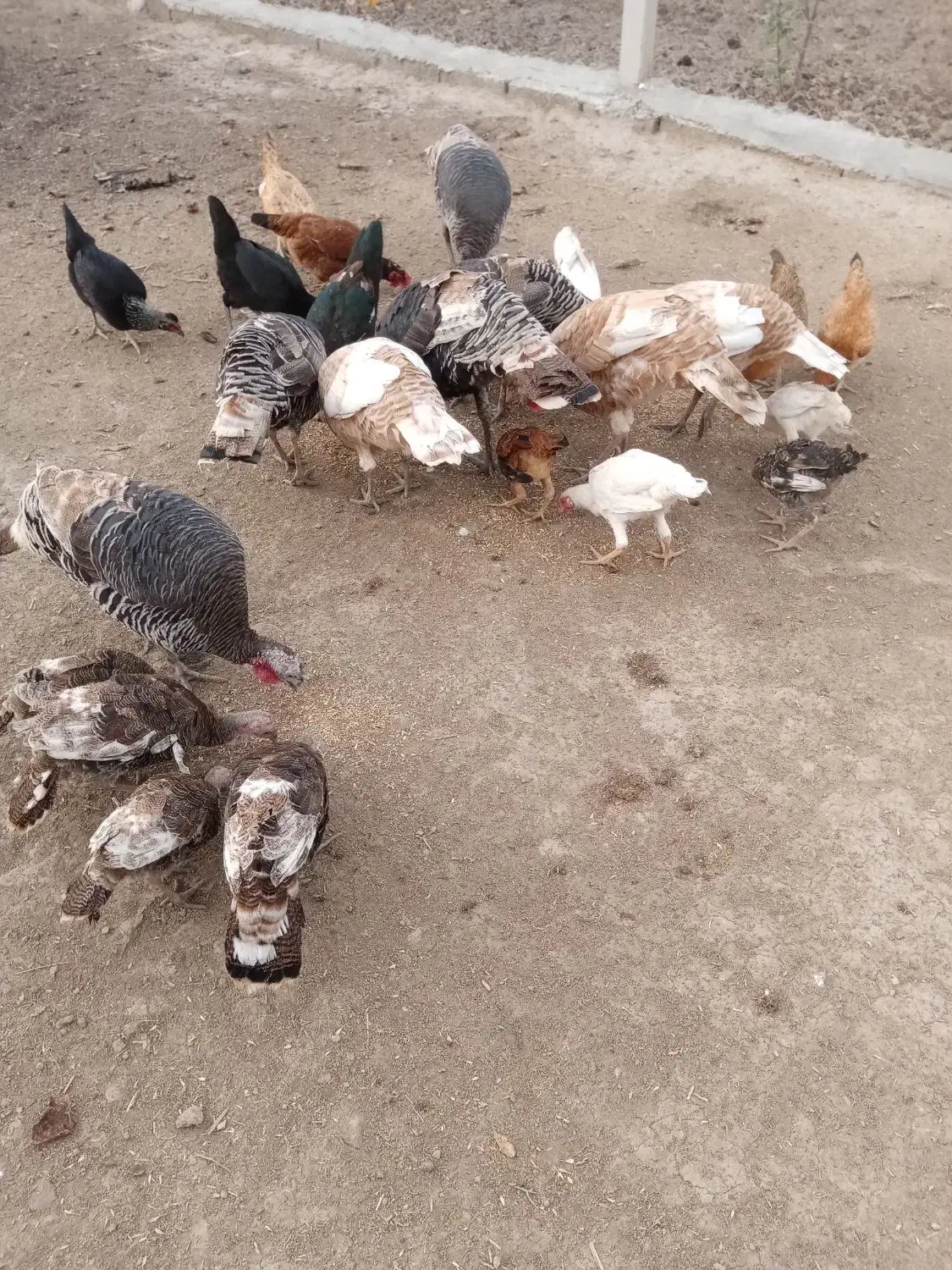 بوقلمون|حیوانات مزرعه|گنبد کاووس, |دیوار