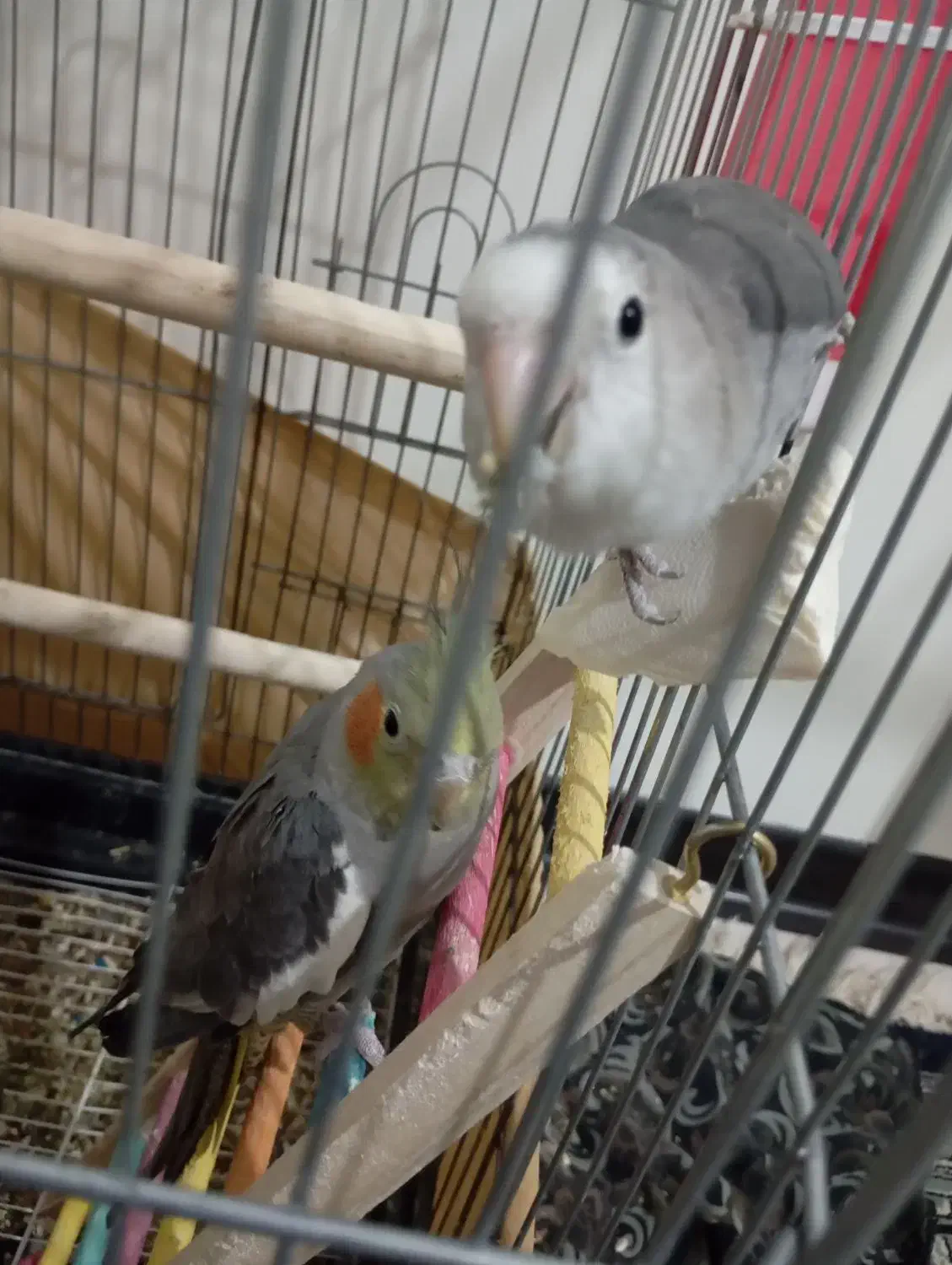 یک عدد کوتله برزیلی و عروس هلندی|پرنده|شریفآباد, |دیوار