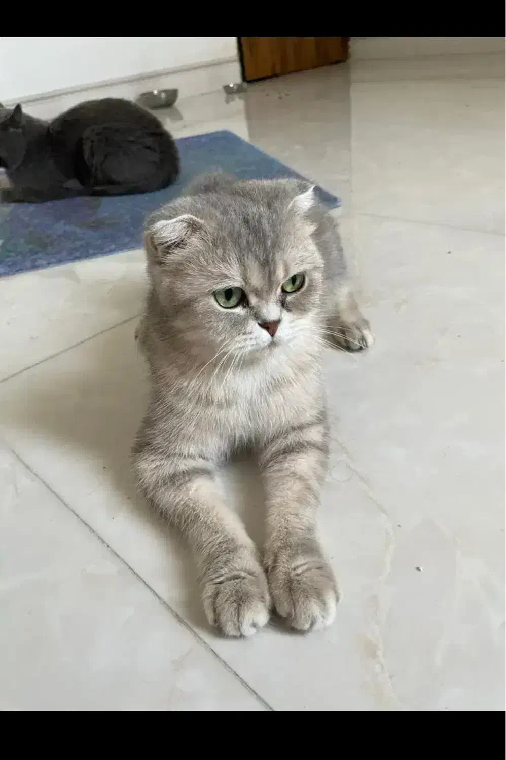 فروش گربه ماده اسکاتیش فولد|گربه|تنکابن, |دیوار