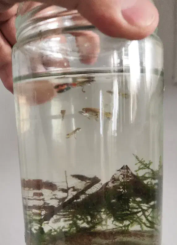 گوپی نر و ماده مولد ، بچه گوپی|ماهی|تهران, اسفندیاری|دیوار