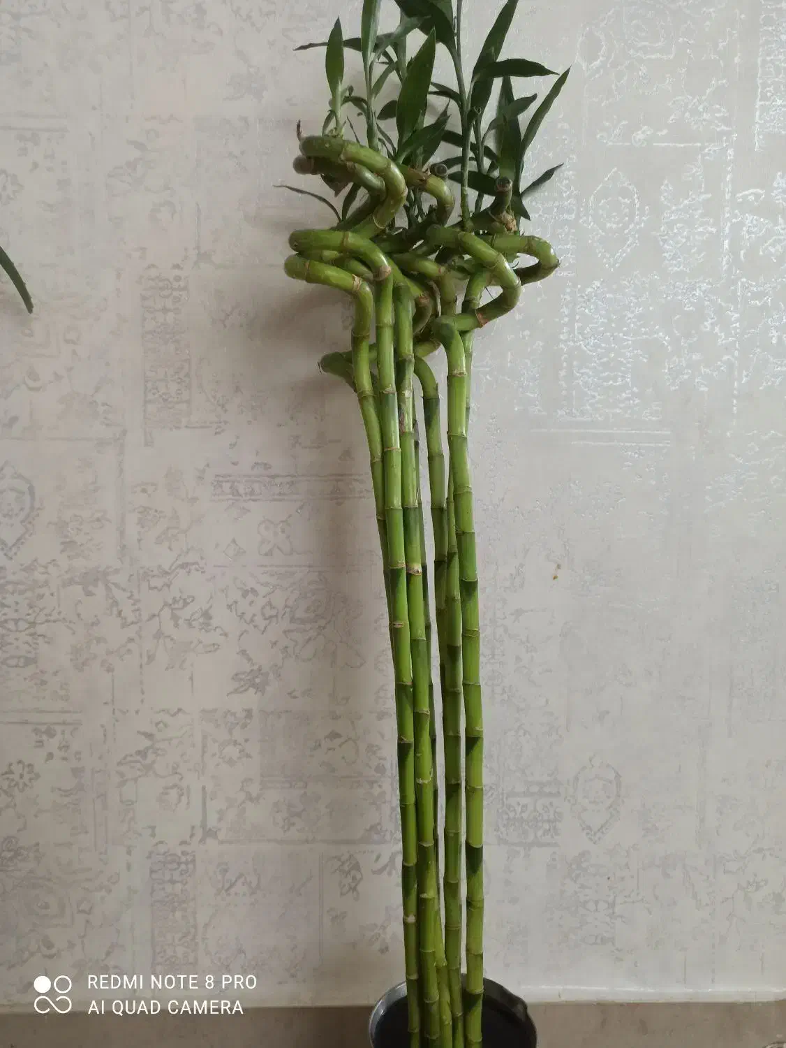 گل بامبو|گل و گیاه طبیعی|پاکدشت, پاکدشت (مامازند)|دیوار