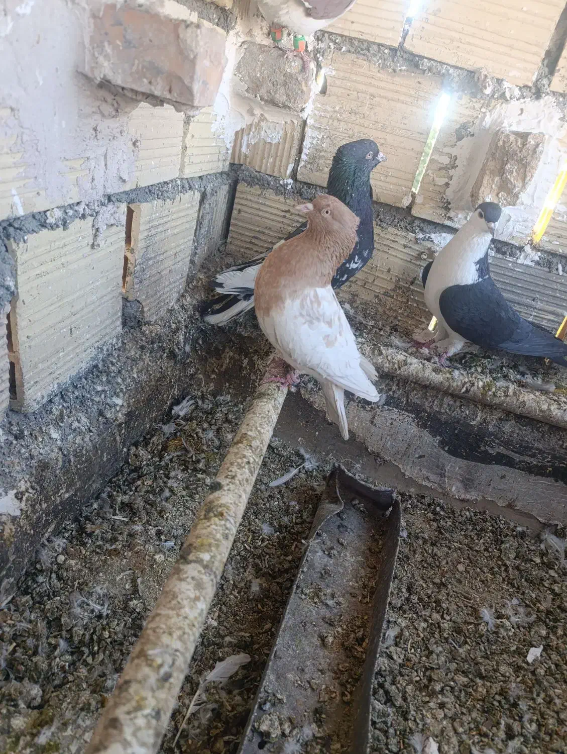 فروشی|پرنده|فردوس (خراسان), |دیوار