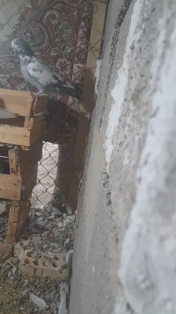 کفتر پلاکی دارم برایه فروش|پرنده|چمران, |دیوار