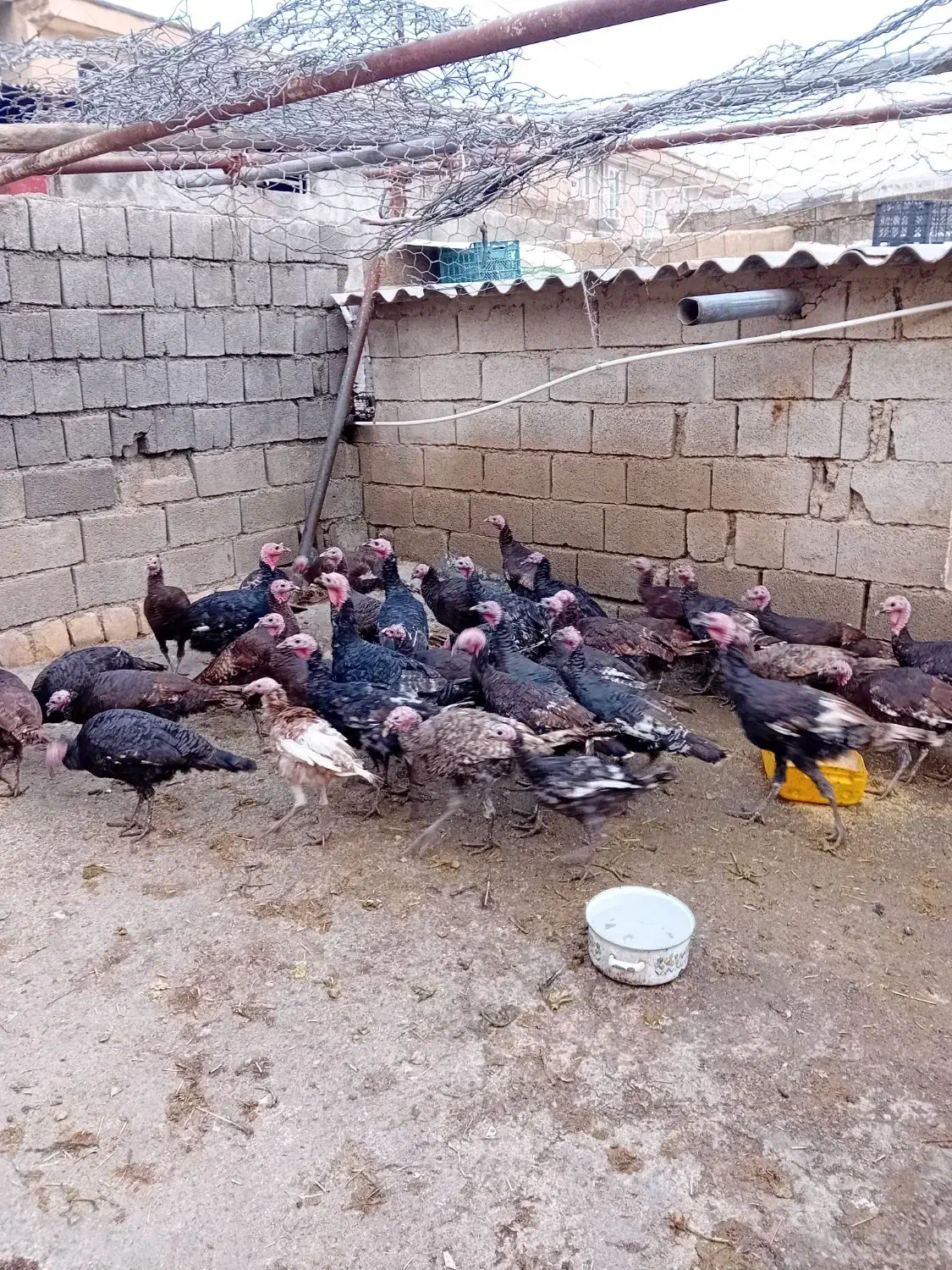 بوقلمون|حیوانات مزرعه|ایلام, |دیوار