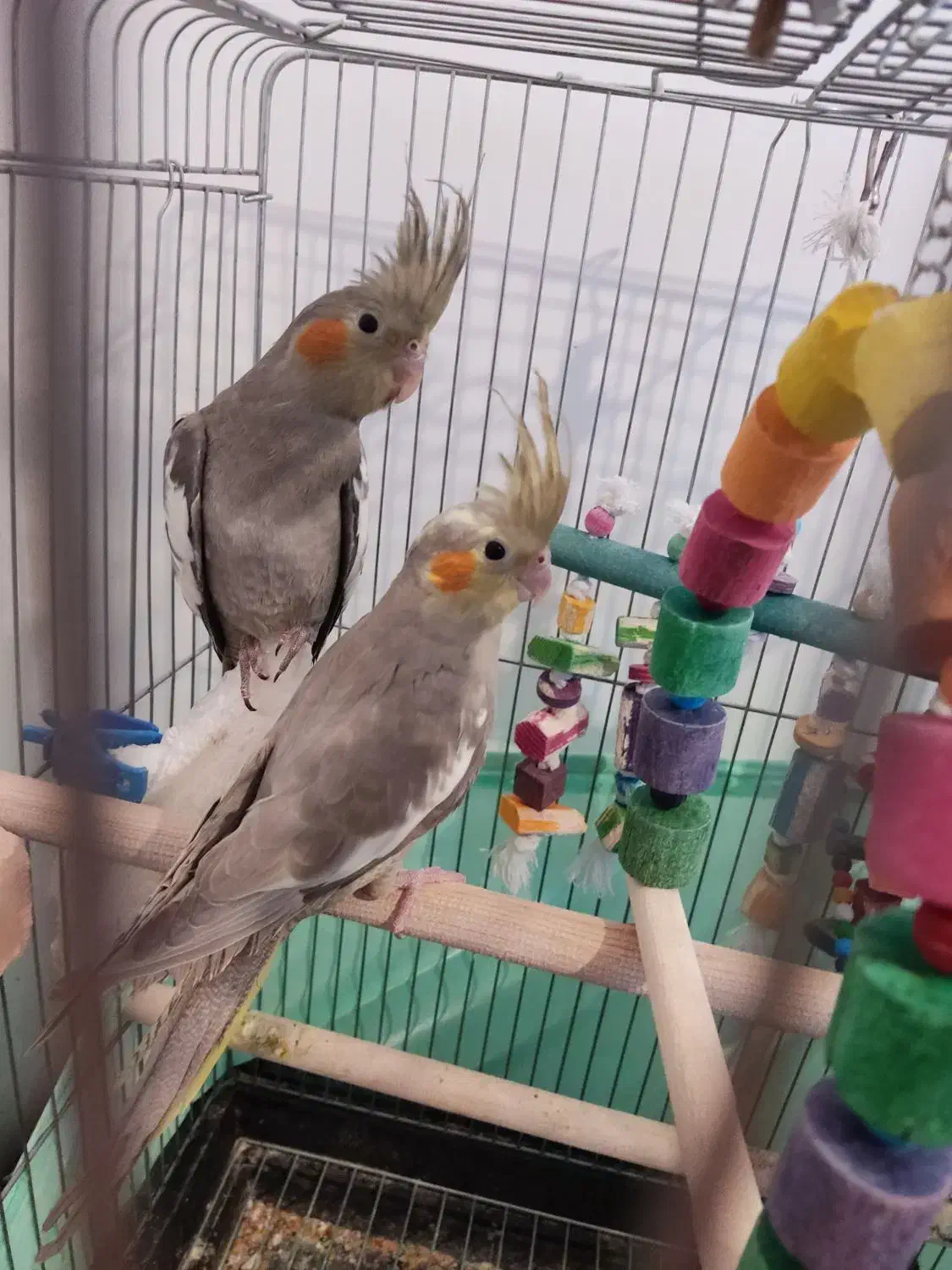 عروس هلندی ۳ ماهه|پرنده|محمدیه-قزوین, |دیوار