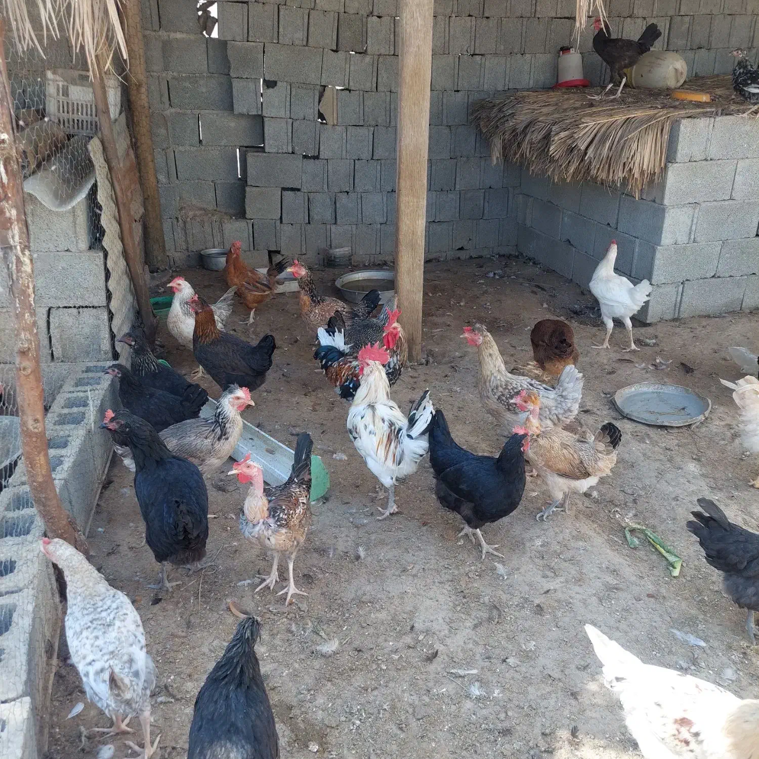 مرغ وخروس|حیوانات مزرعه|آبپخش, |دیوار