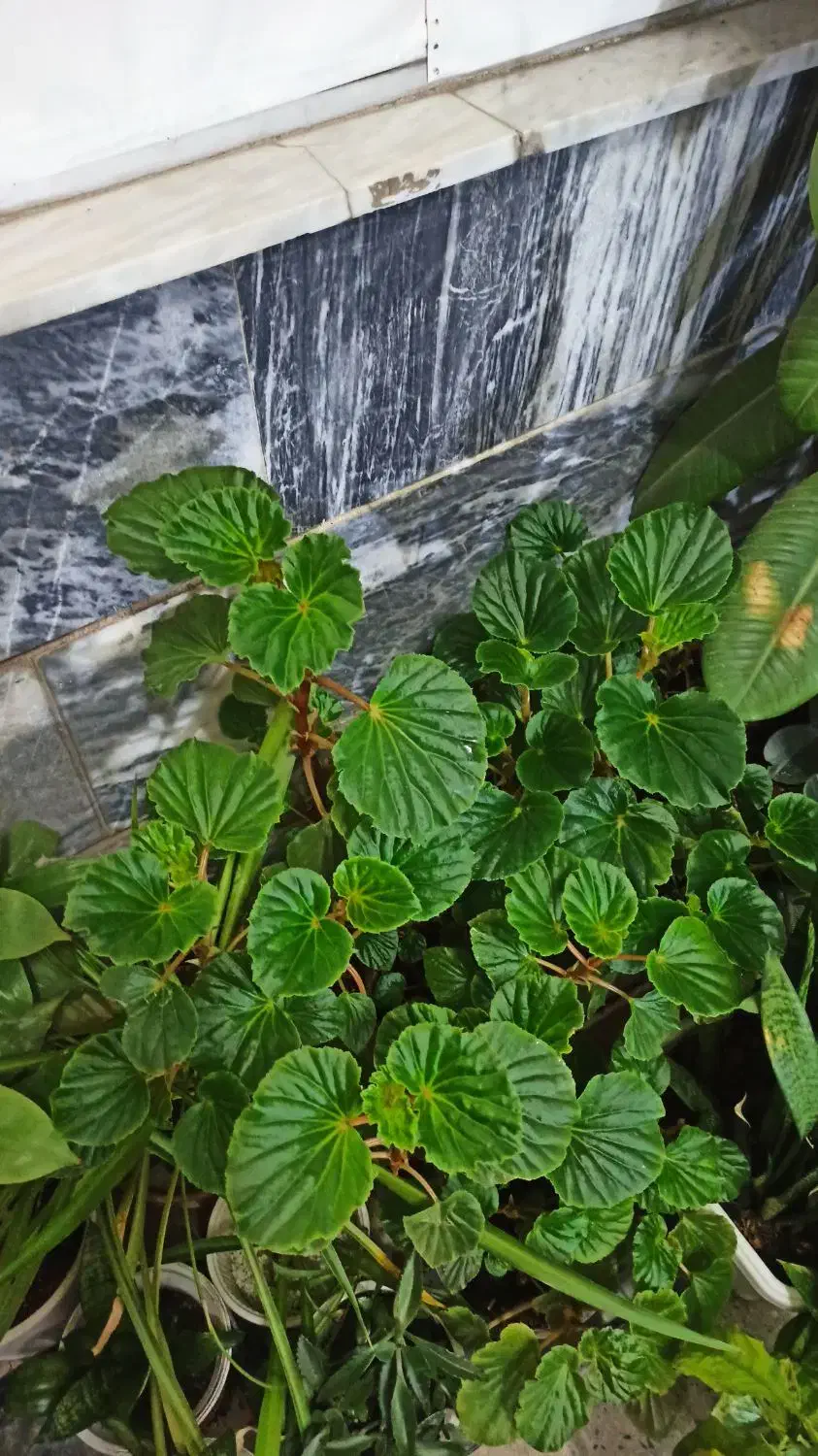 گلهای زیبا|گل و گیاه طبیعی|کرمانشاه, |دیوار