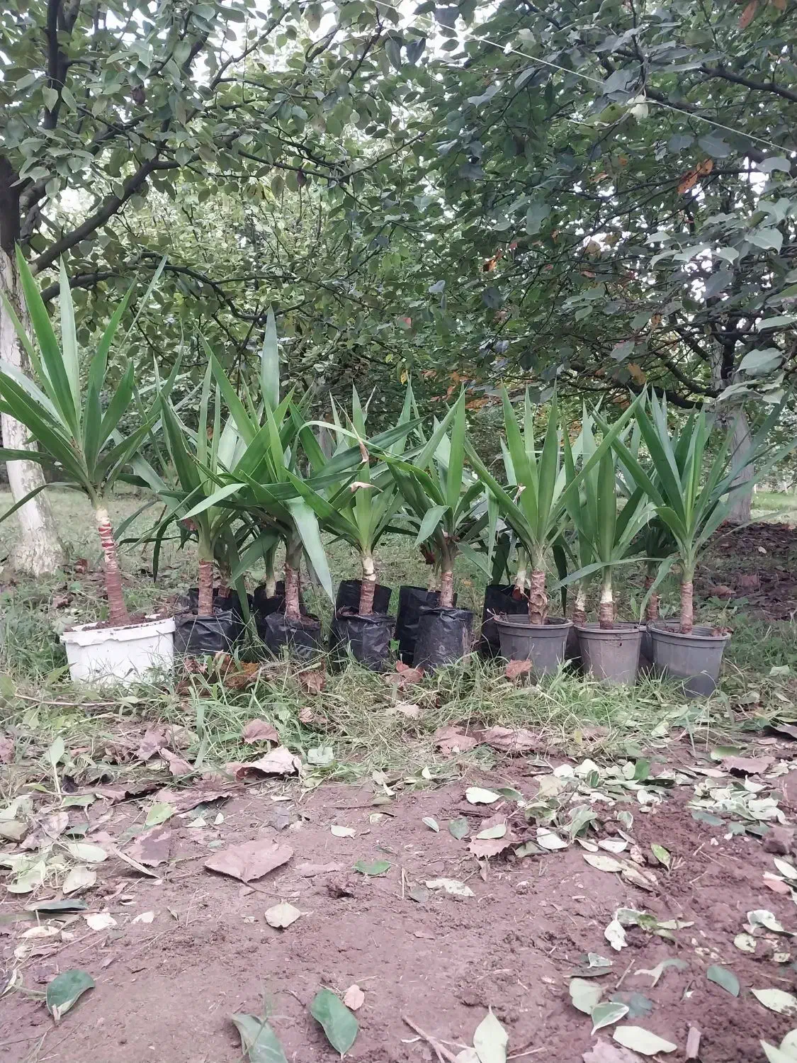 یوکا چند ساله|گل و گیاه طبیعی|رشت, حومه رشت|دیوار