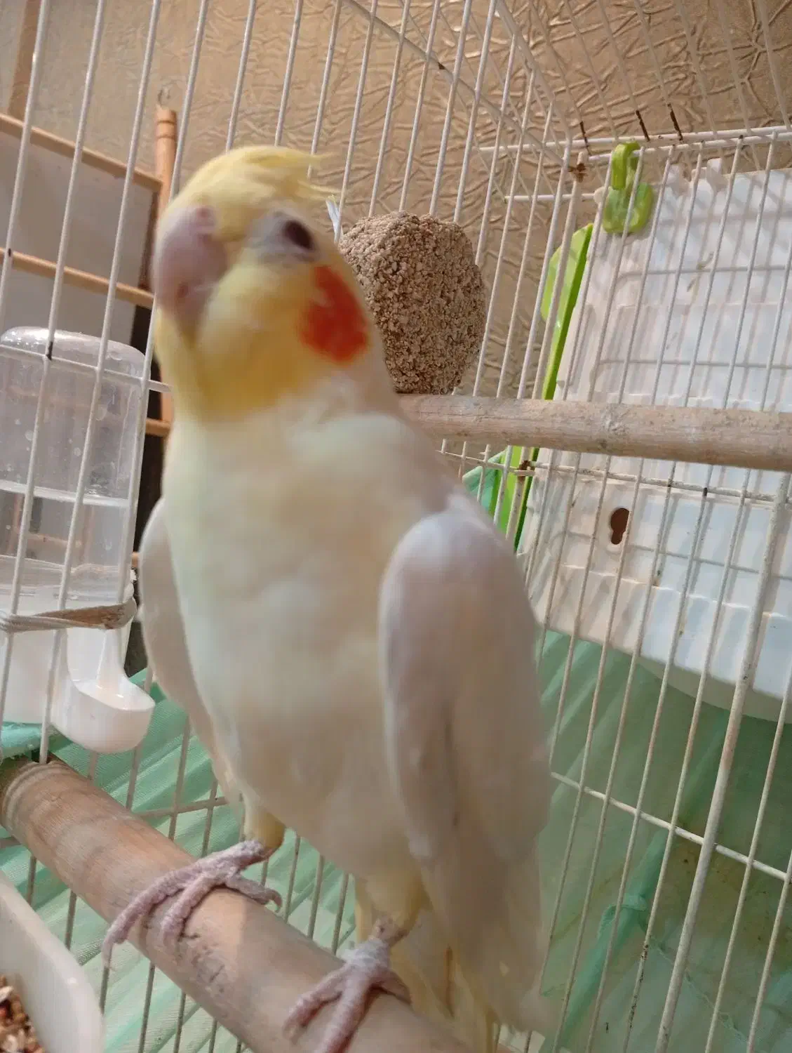 عروس هلندی نرلوتینو2ساله بالغ|پرنده|کیش, |دیوار