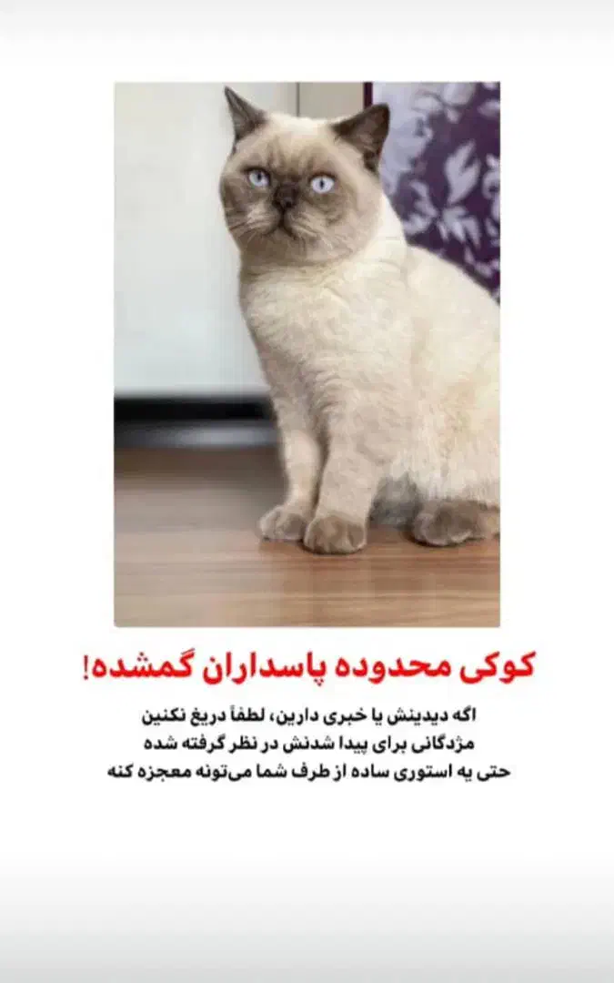 گربه گمشده|گربه|ایلام, |دیوار