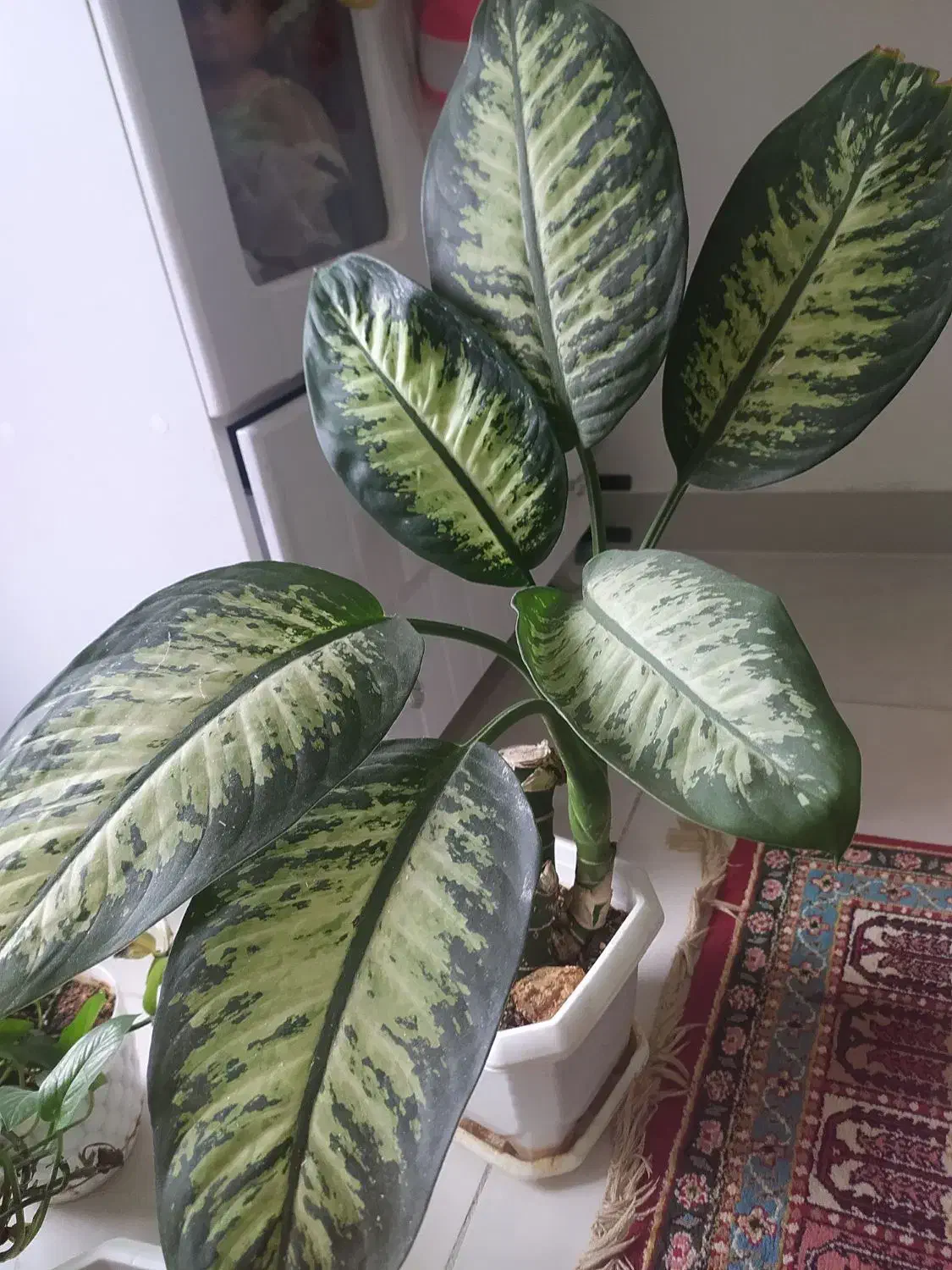 گل دیفن|گل و گیاه طبیعی|اراک, |دیوار